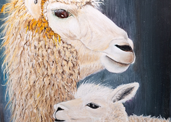 Schapen