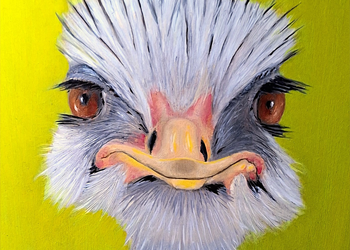 Struisvogel